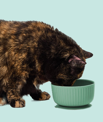 
              Low Phosphorus Chicken Carnivore
            